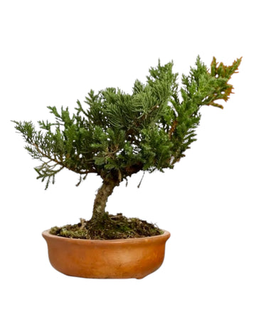 Bonsai Pino