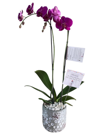 Orquidea Morada