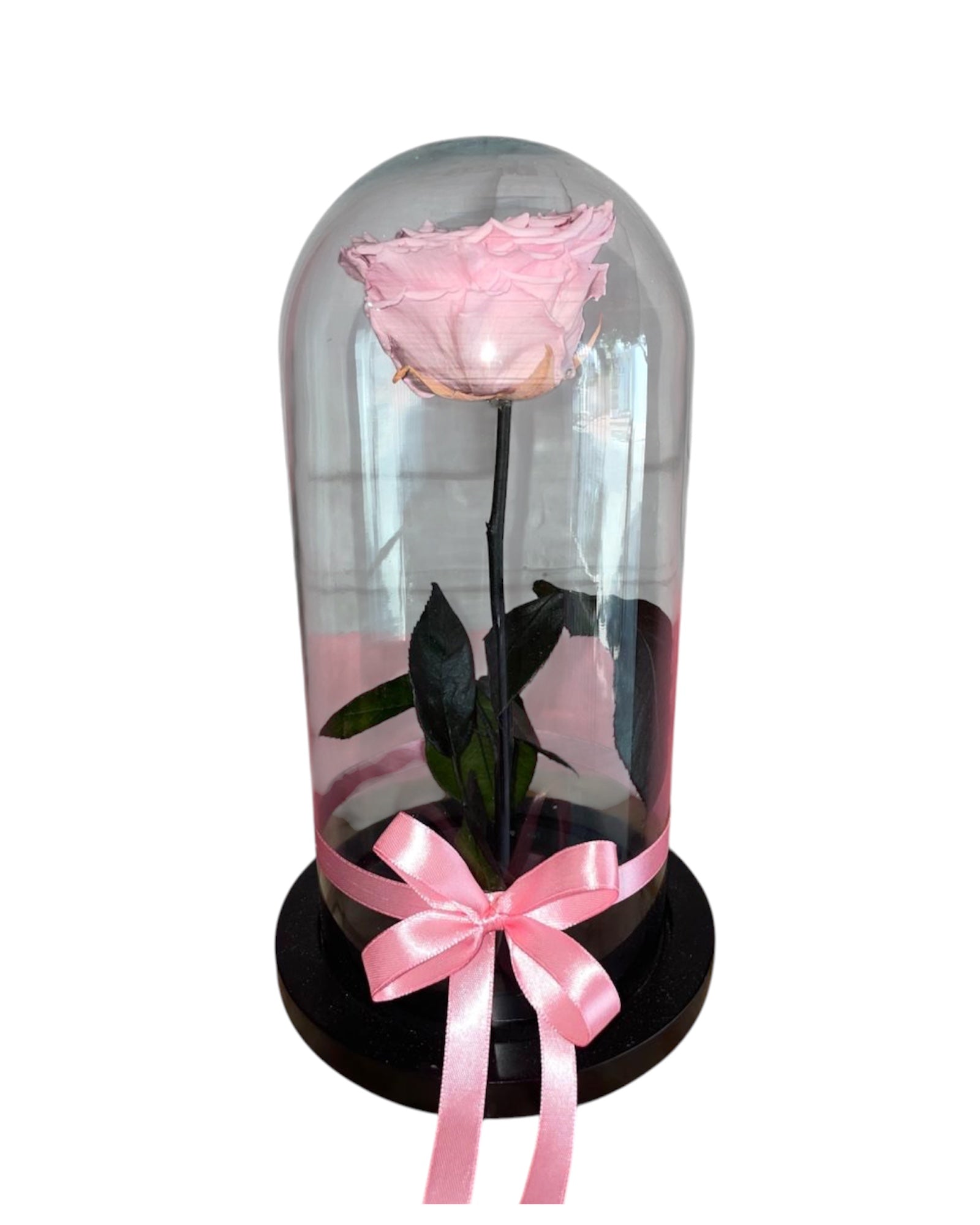 Rosa Eterna Rosada